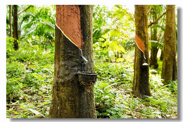 wns系列低压燃气蒸汽锅炉价钱