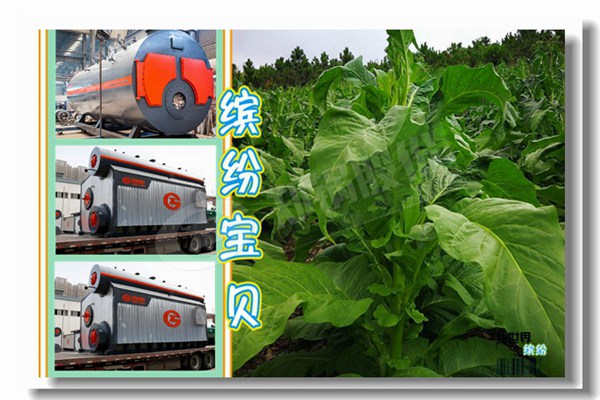 生物质燃料锅炉怎样用于酿酒厂
